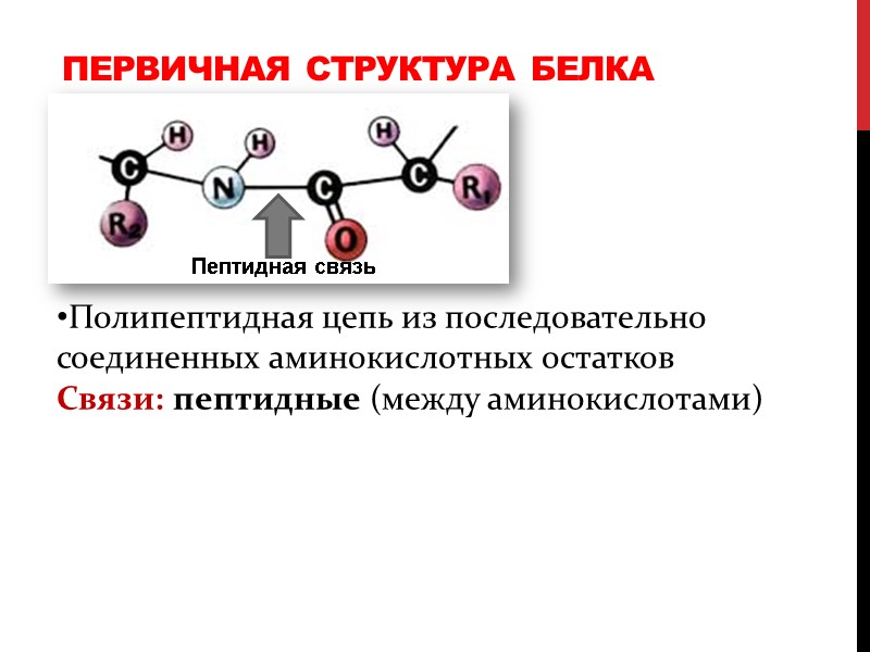 Первичная структура белка Полипептидная цепь из последовательно соединенных аминокислотных остатков Связи: пептидные (между аминокислотами)